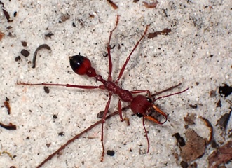 Large ant